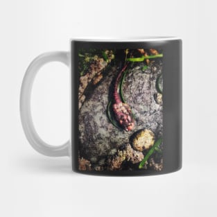 Sea Tulip (Spinifera) Mug